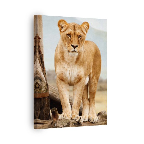 Angry Lion<br>1 részes - Image 2