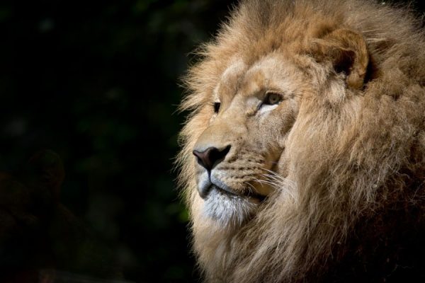 Animal King<br>2 részes