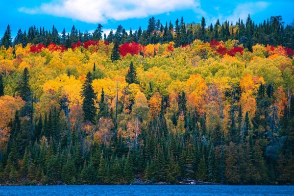 Automn Forest<br>3 részes