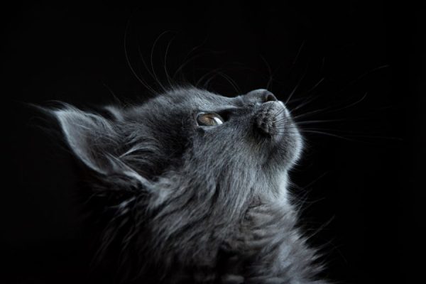 black cat vaszonkep 2reszes allatok fekvo 1