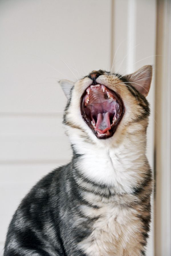 cat yawn vaszonkep 1reszes allatok allo2 1