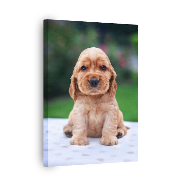Cocker Puppy<br>1 részes - Image 2