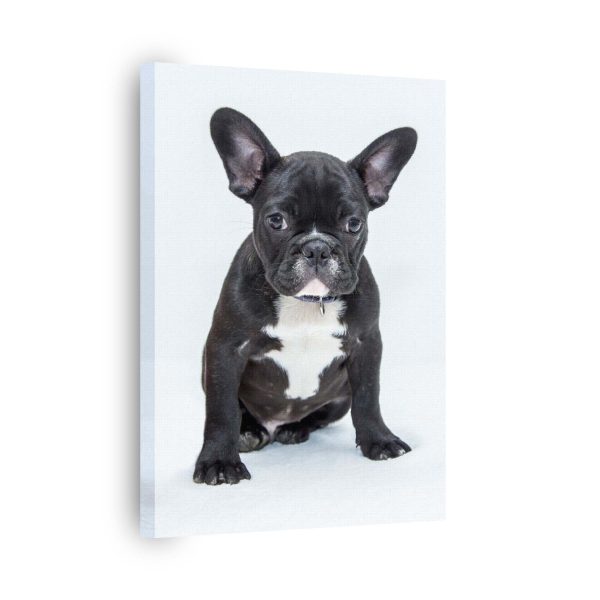 Cute Bulldog<br>1 részes - Image 2