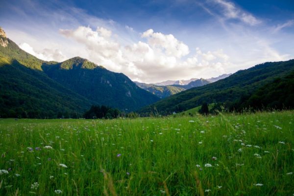 Field Flowers<br>3 részes