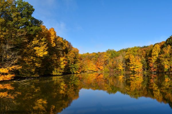 Forest Reflection<br>1 részes