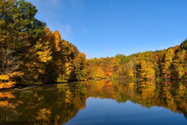 forest reflection vaszonkep 2reszes termeszet fekvo 1