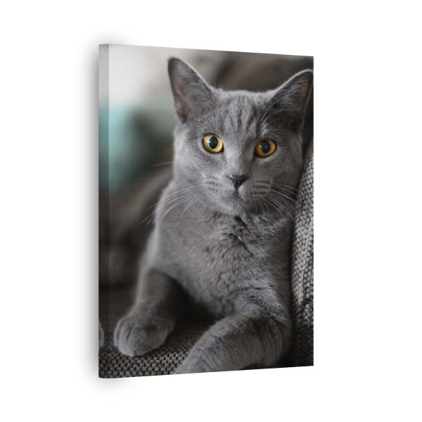 Grey Cat<br>1 részes - Image 2