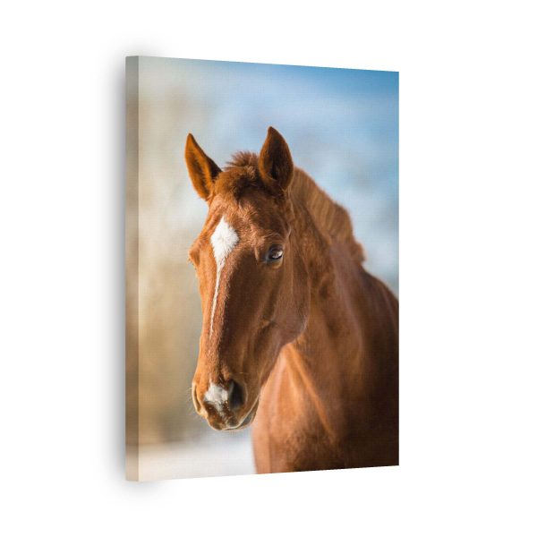 Horse Eyes<br>1 részes - Image 2