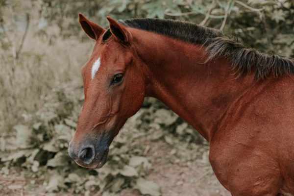 horse look vaszonkep 1reszes allatok fekvo 1