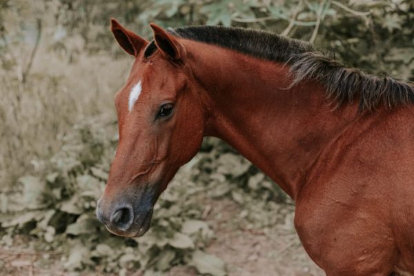 Horse Look<br>2 részes