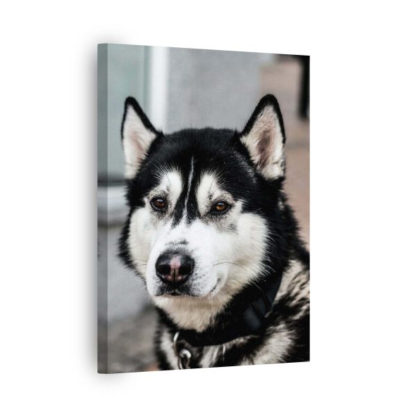Husky Look<br>1 részes - Image 2