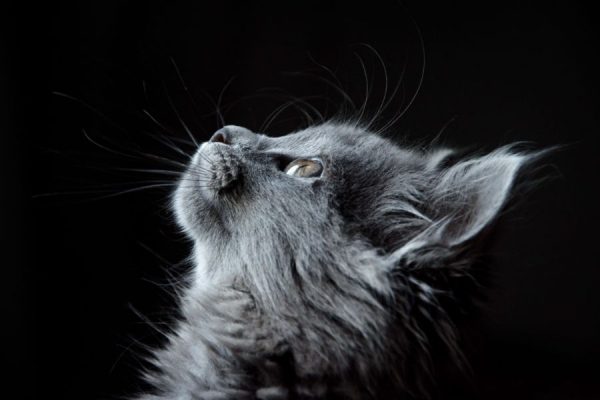 Kit Cat<br>1 részes