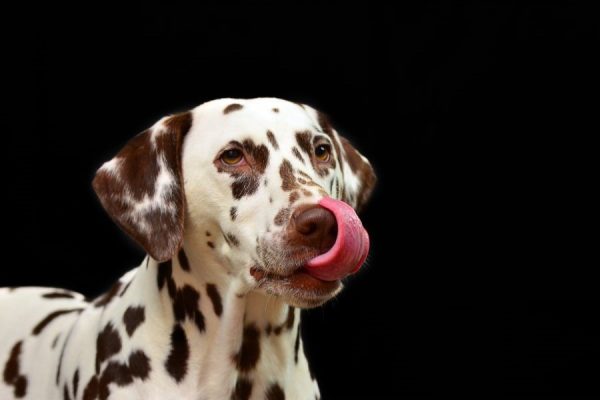Licky<br>1 részes