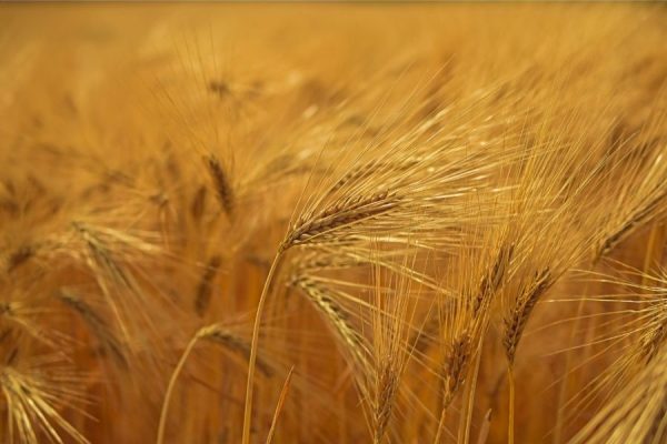 Light Wheat<br>3 részes