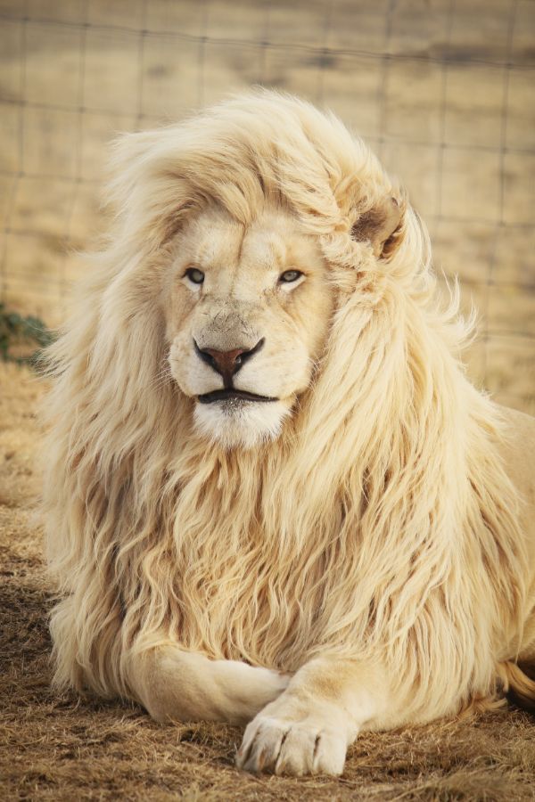 lion king vaszonkep 1reszes allatok allo2 1