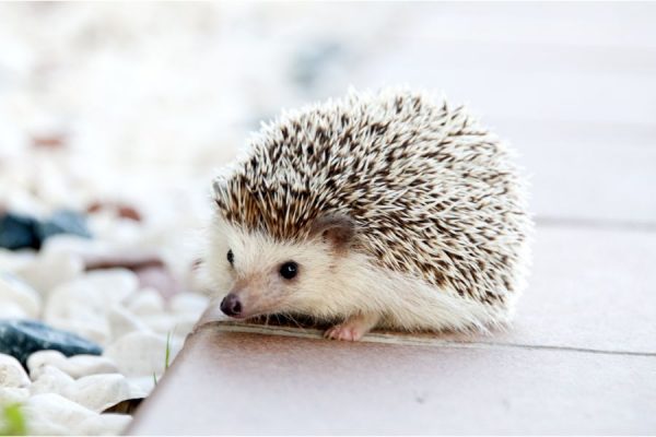 Little Sniffer<br>3 részes