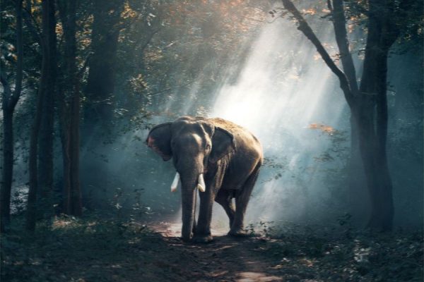 Mystery Forest<br>1 részes