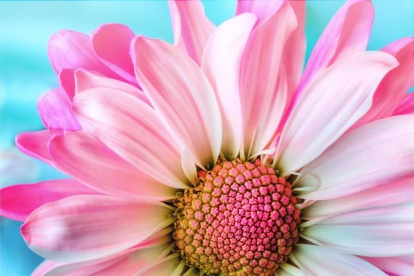 Nice Flower<br>1 részes