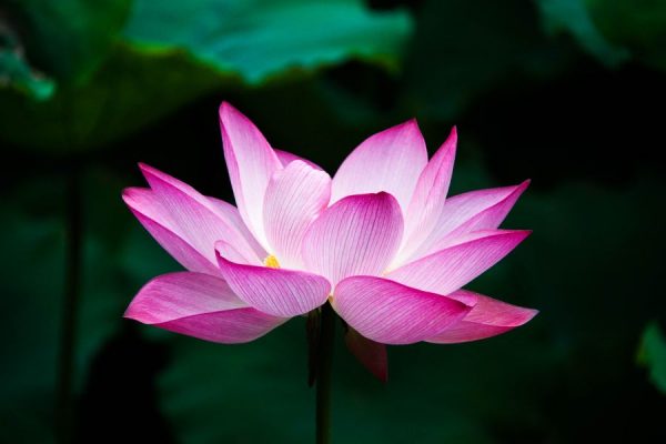 Open Flower<br>5 részes