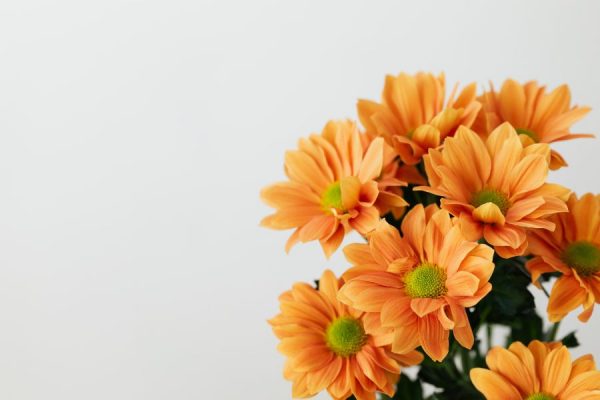 Orange Bouquet<br>5 részes