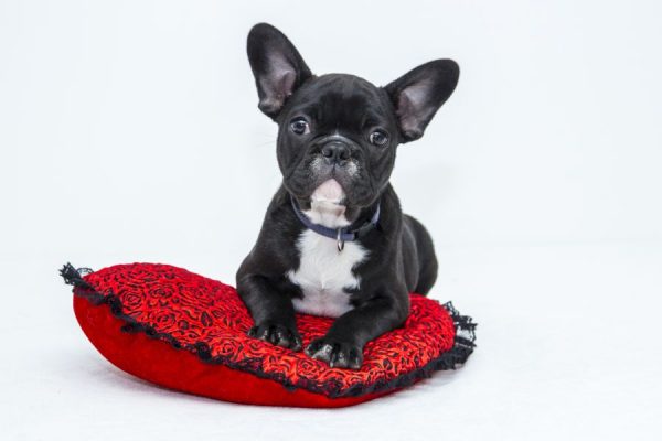 Pillow Bull<br>1 részes