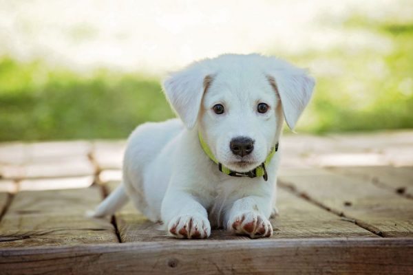 Puppy Funny<br>1 részes