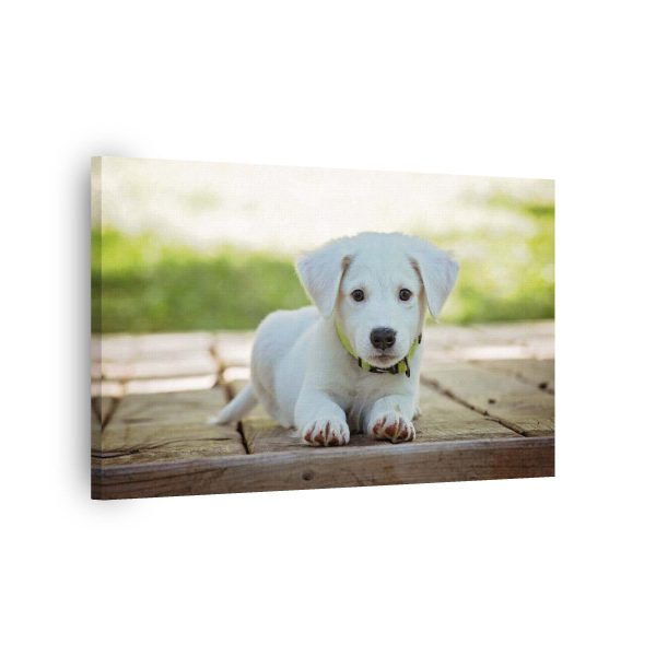 Puppy Funny<br>1 részes - Image 2
