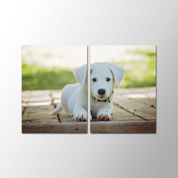 Puppy Funny<br>2 részes - Image 2
