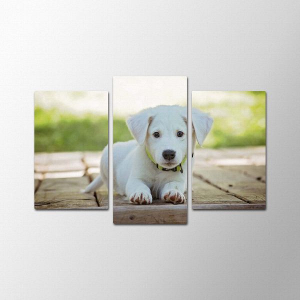 Puppy Funny<br>3 részes - Image 2