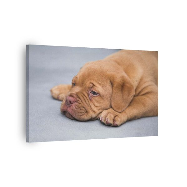 Puppy Time<br>1 részes - Image 2