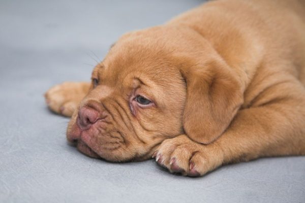 Puppy Time<br>3 részes