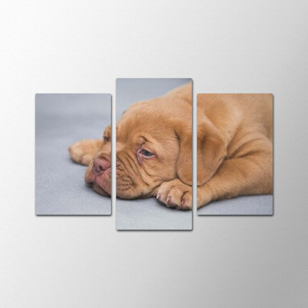 Puppy Time<br>3 részes - Image 2