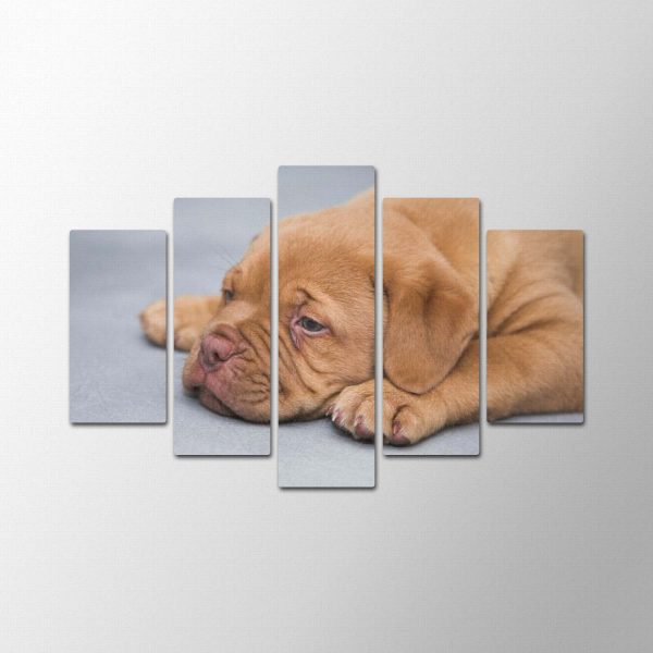 Puppy Time<br>5 részes - Image 2