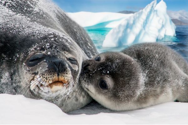 seal family vaszonkep 1reszes allatok fekvo 1