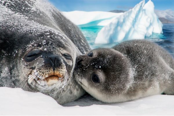 Seal Family<br>3 részes