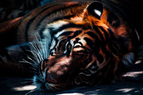 Sleepy Beast<br>1 részes